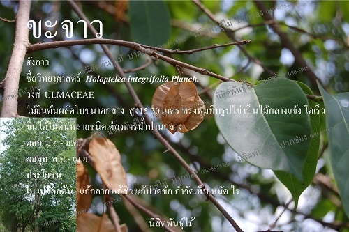 ขะจาว | นิสิตพันธุ์ไม้ - ปากช่อง นครราชสีมา