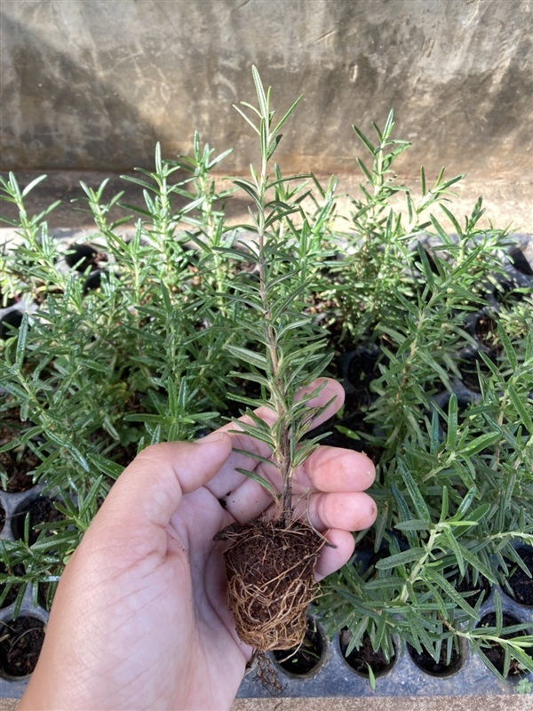 โรสแมรี่ปักชำ (Rosemary) | sasishop_garden -  เชียงใหม่