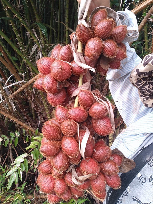 ขายเมล็ดพันธุ์ระกำ