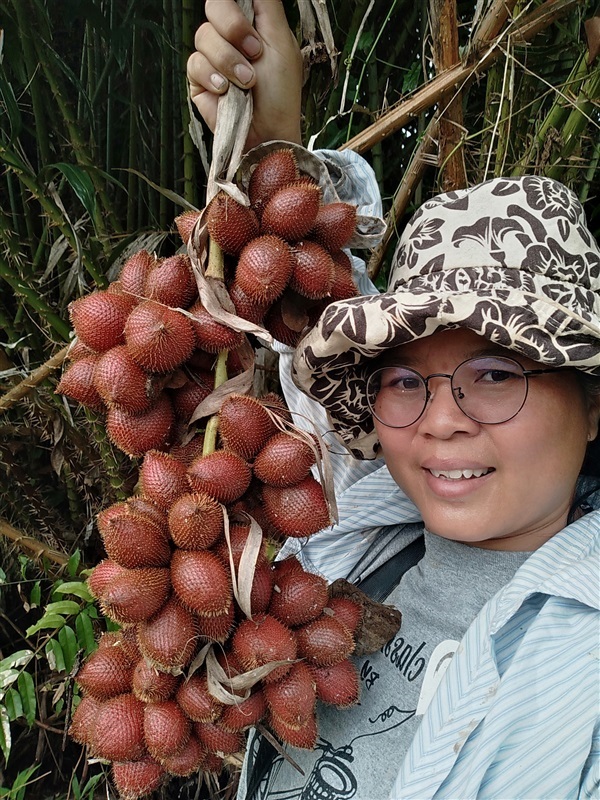 ขายเมล็ดพันธุ์ระกำ | เมล็ดพันธุ์ดี เกษตรวิถีไทย - เมืองระยอง ระยอง