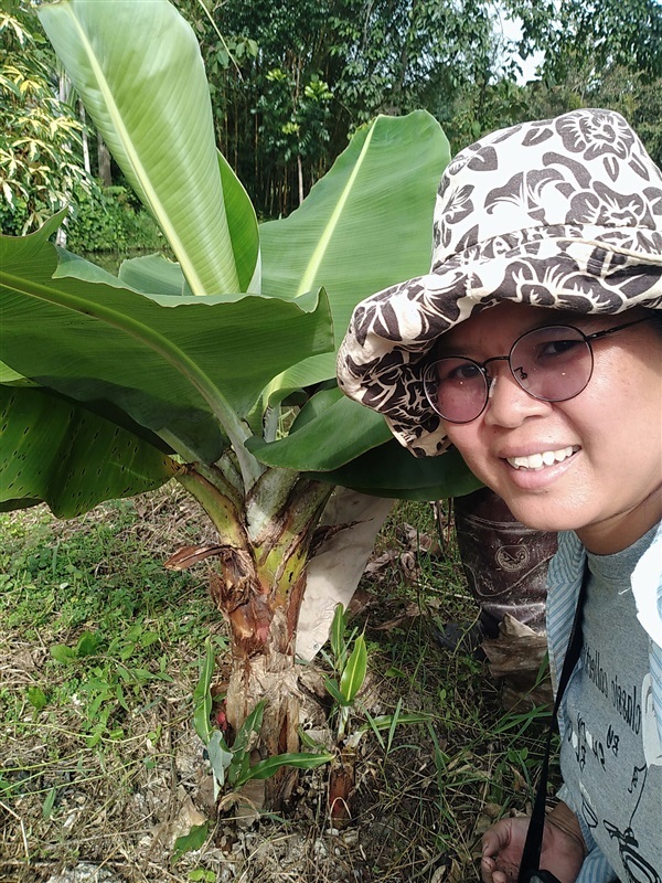 ขายพันธุ์กล้วยหอมแคระ | เมล็ดพันธุ์ดี เกษตรวิถีไทย - เมืองระยอง ระยอง