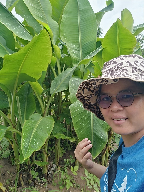 หน่อกล้วยป่า | เมล็ดพันธุ์ดี เกษตรวิถีไทย - เมืองระยอง ระยอง