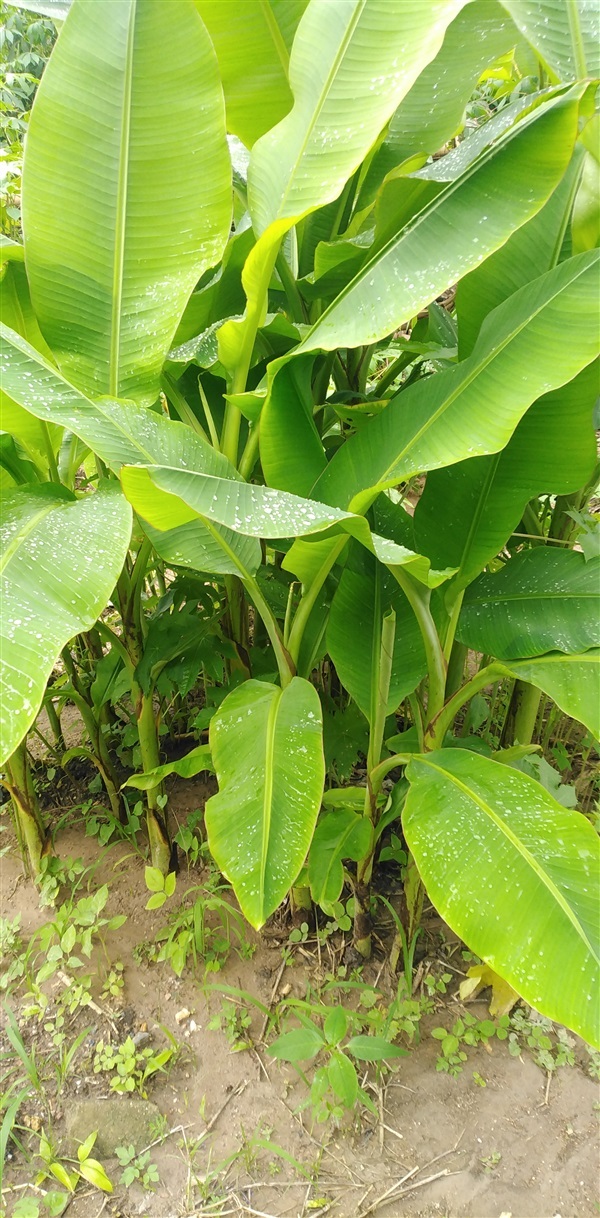หน่อกล้วยป่า | เมล็ดพันธุ์ดี เกษตรวิถีไทย - เมืองระยอง ระยอง