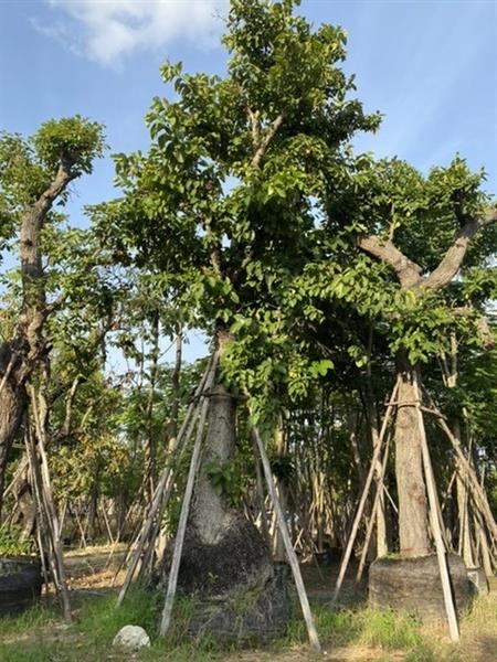 ต้นก้านเหลือง,กระทุ่มคลอง,กระทุ่มน้ำ | สวนต้นอ้อ พันธุ์ไม้ - แก่งคอย สระบุรี