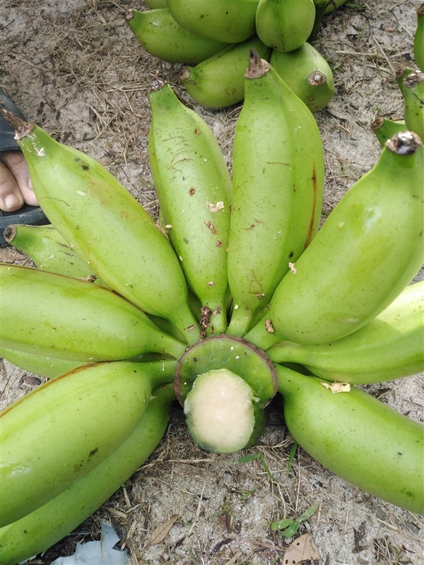 กล้วยนมสาว | เมล็ดพันธุ์ดี เกษตรวิถีไทย - เมืองระยอง ระยอง