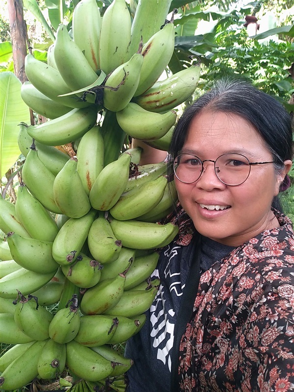 ขายพันธุ์กล้วยนมสาว | เมล็ดพันธุ์ดี เกษตรวิถีไทย - เมืองระยอง ระยอง