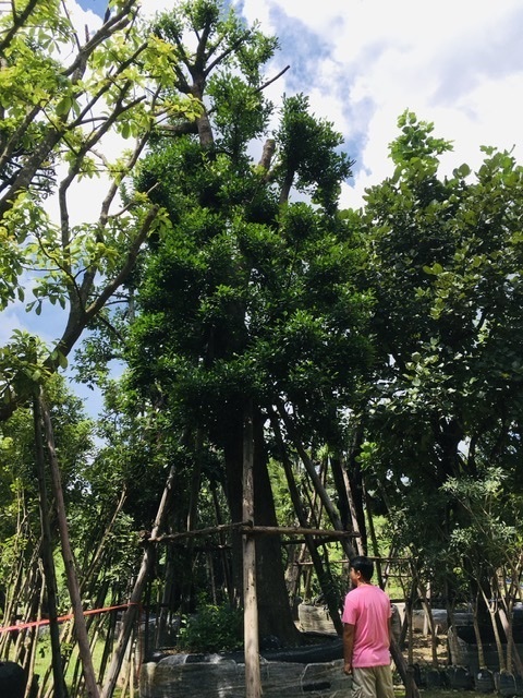 ต้นมั่งมี | สวนพี&เอ็มเจริญทรัพย์พันธ์ุไม้ - แก่งคอย สระบุรี