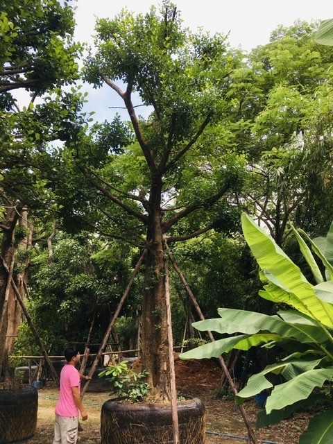 ต้นมั่งมี | สวนพี&เอ็มเจริญทรัพย์พันธ์ุไม้ - แก่งคอย สระบุรี