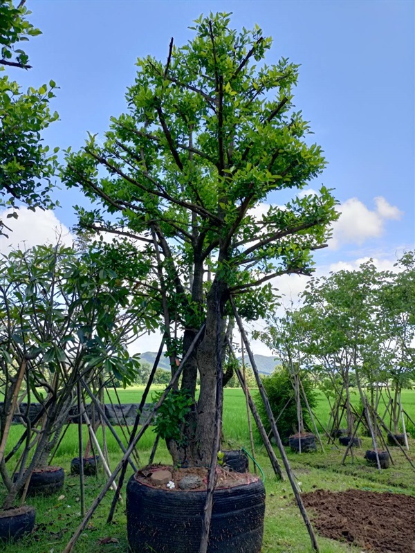 มั่งมี | อุดมพรรณไม้ - สันกำแพง เชียงใหม่