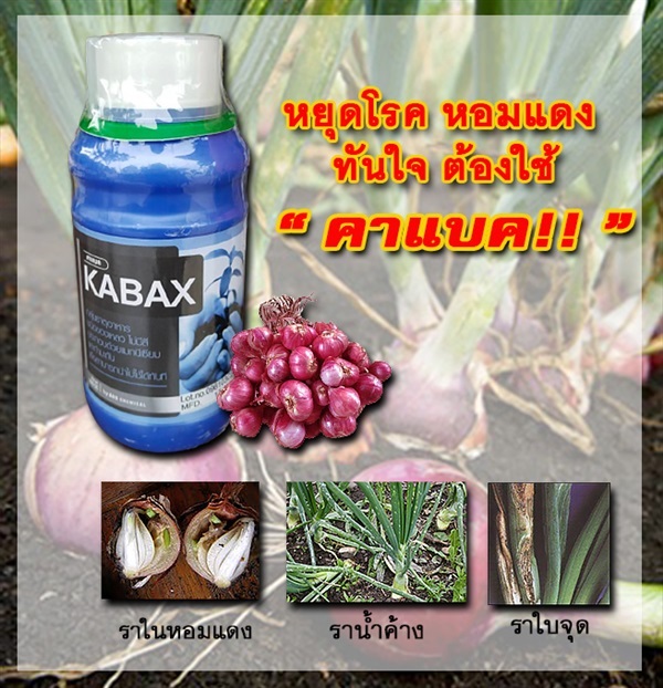 Kabax ยาฆ่าเชื้อราหอมแดง หอมแดงใบจุด ราน้ำค้าง ขนาด 500 ซีซี