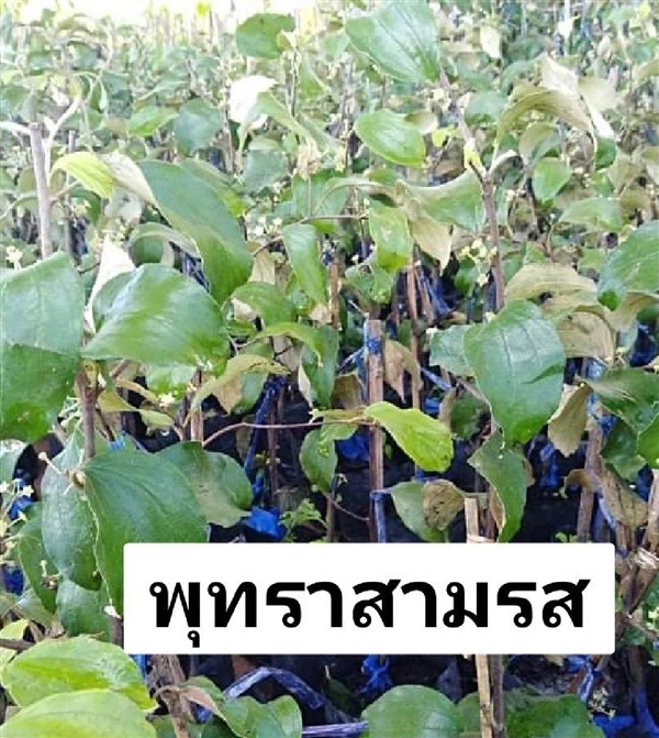 พุทคา3รส