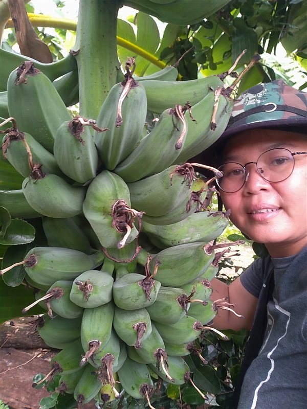 กล้วยเทพรส กล้วยพาโล | เมล็ดพันธุ์ดี เกษตรวิถีไทย - เมืองระยอง ระยอง