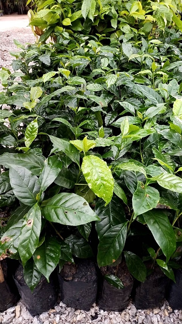 กาแฟอาราบีก้า | สวนเพ็ญนภาการ์เด้น อุดรธานี - หนองหาน อุดรธานี