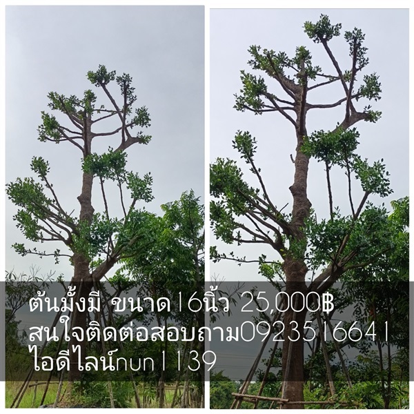 ต้นมังมี | สวนป้าควรพันธ์ไม้ -  สระบุรี