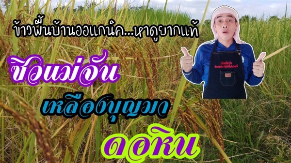 เปิดให้เป็นเจ้าของพันธุ์ข้าวพื้นบ้าน | วรินทร์ฟาร์ม -  พะเยา