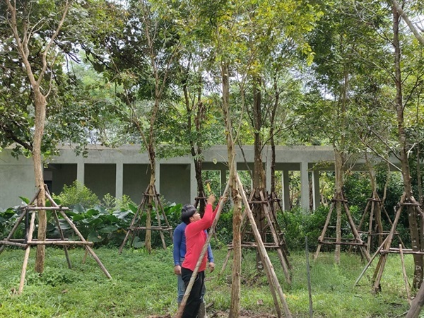 งานจัดสวน | คุณโอ๋พันธุ์ไม้ - เมืองปราจีนบุรี ปราจีนบุรี