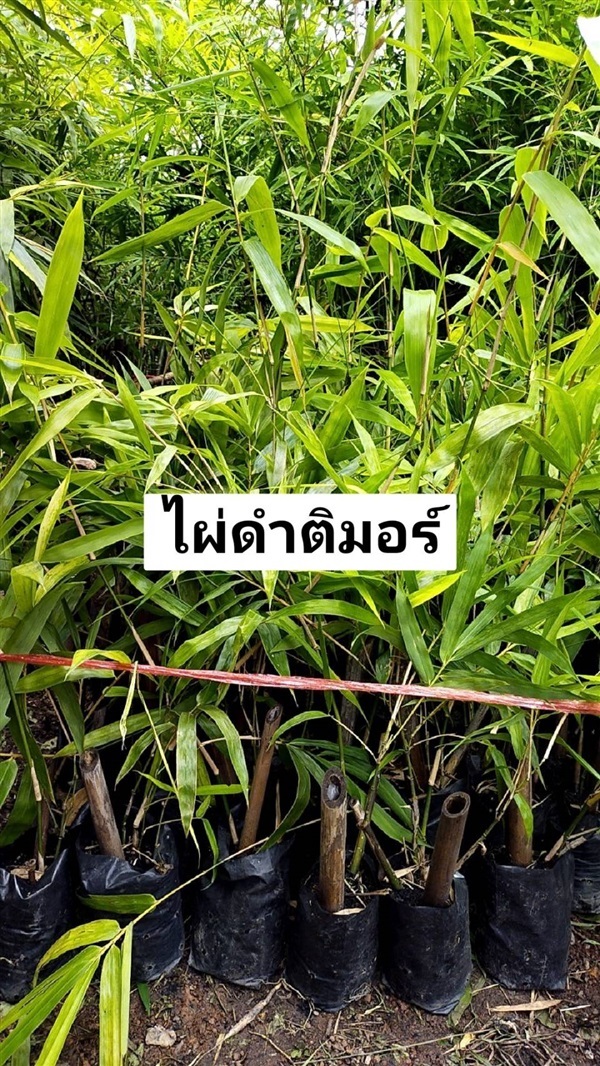 ไผ่ดำติมอร์ | สวนเพ็ญนภาการ์เด้น อุดรธานี - หนองหาน อุดรธานี