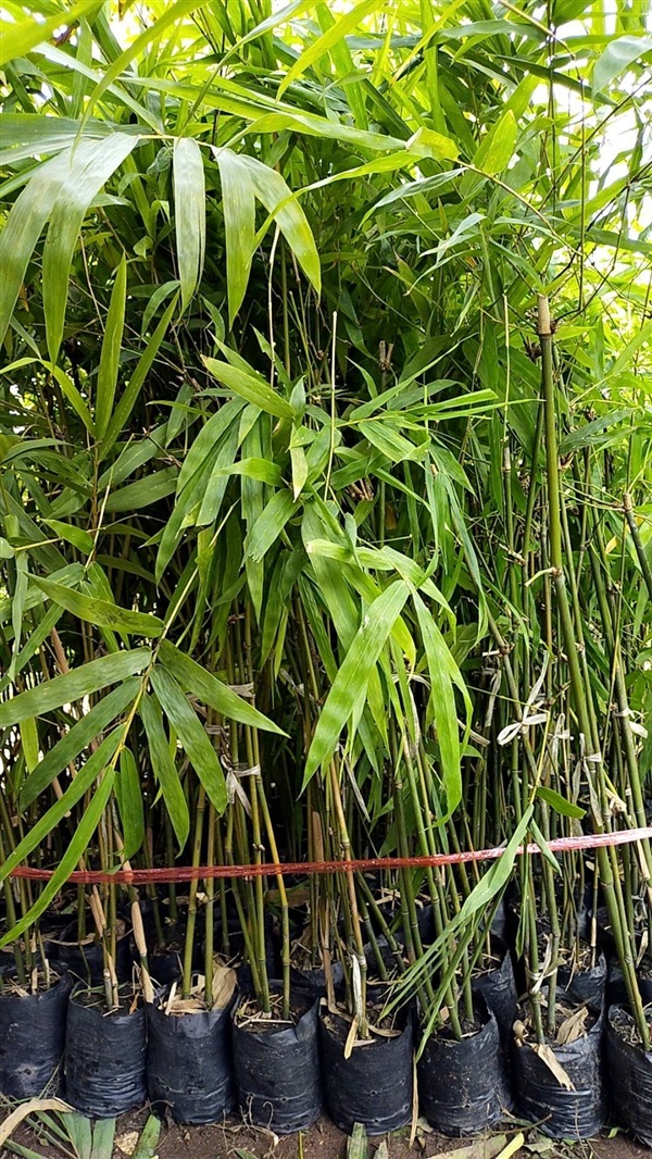 ไผ่ซางหม่น | สวนเพ็ญนภาการ์เด้น อุดรธานี - หนองหาน อุดรธานี