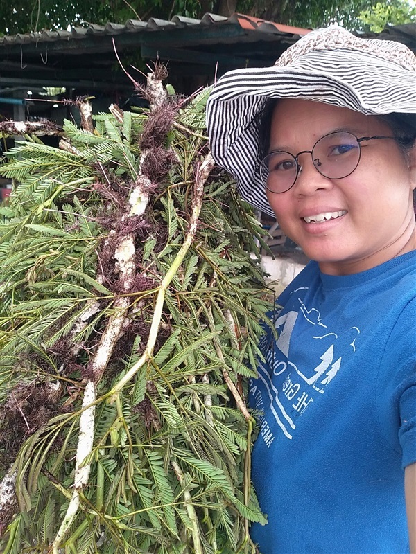 กิ่งปักชำผักกระเฉดน้ำ | เมล็ดพันธุ์ดี เกษตรวิถีไทย - เมืองระยอง ระยอง