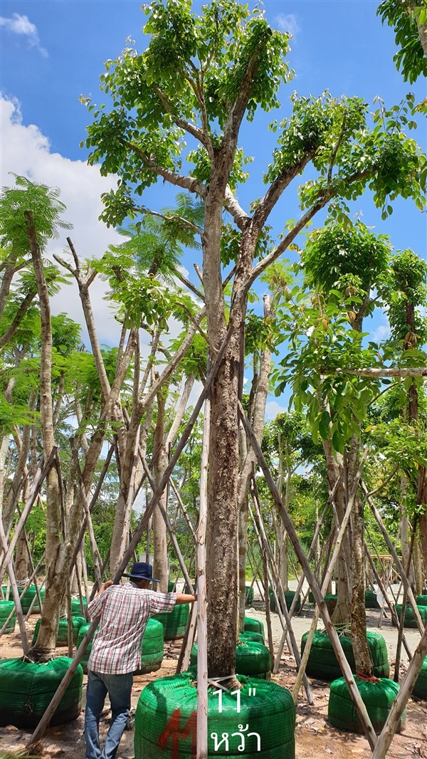 ต้นหว้า | สวน ป.สมพงษ์ - แก่งคอย สระบุรี