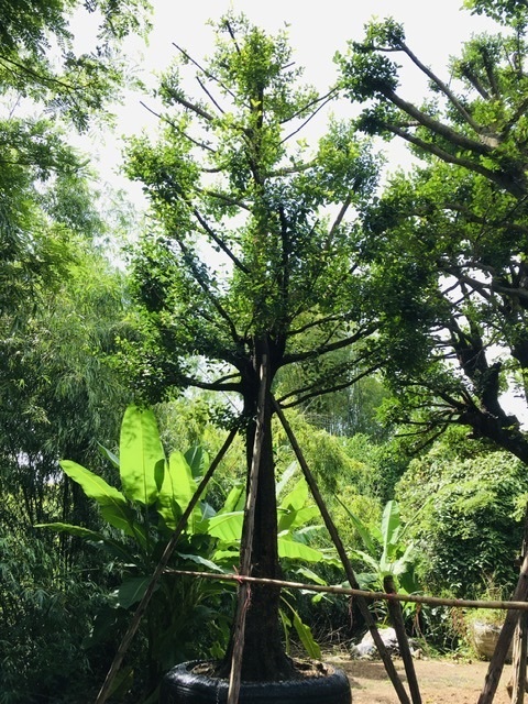 ต้นมั่งมี | สวนพี&เอ็มเจริญทรัพย์พันธ์ุไม้ - แก่งคอย สระบุรี