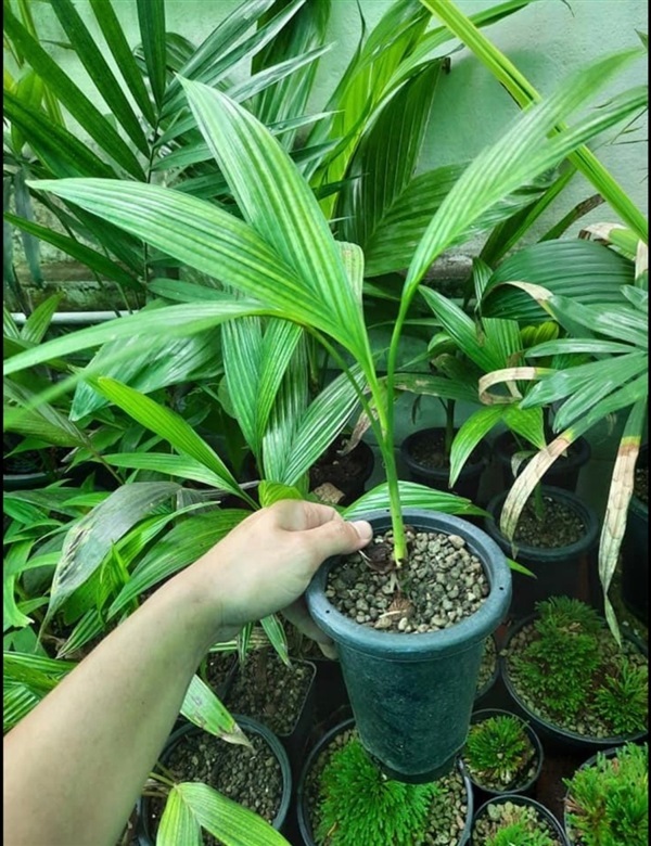 Areca guppyana  1100รวมส่ง มี5ต้น