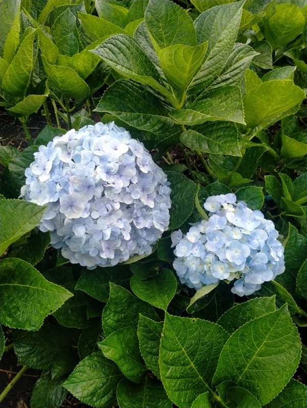 ดอกไฮเดรนเยียสีฟ้า ช่อใหญ่ | ไร่ไฮเดรนเยียเบิกบานใจ ขุนแปะ - จอมทอง เชียงใหม่