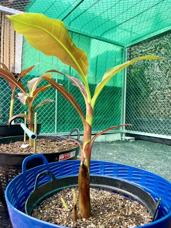 กล้วยแดงอินโด | สวนชื่นชมรมณ์  -  สุพรรณบุรี
