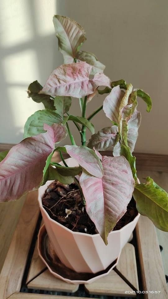 เงินไหลด่าง ชมพู (Syngonium pink  spotmable) | BANPHO FARMHOUSE - เมืองฉะเชิงเทรา ฉะเชิงเทรา