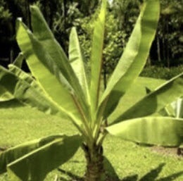 เมล็ดพันธุ์กล้วยเอธิโอเปีย / เอ็นเซเต้ | พีทูเอส (P2S) - ไทรน้อย นนทบุรี