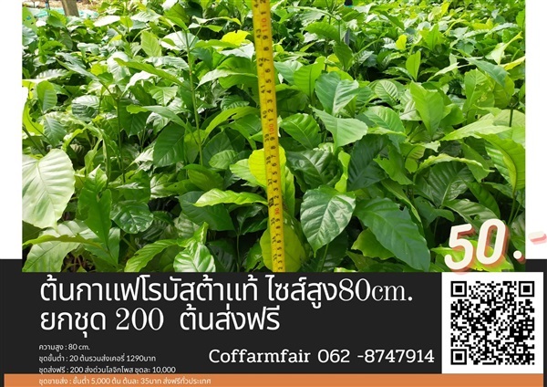 ขายต้นกาแฟโรบัสต้าแท้ ไซต์สูง80เซน ให้ผลเร็วเพียง 1.6 ปี 