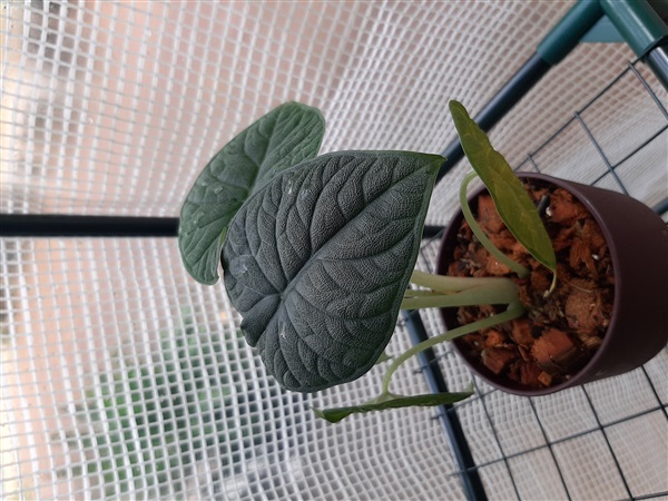 Alocasia melo ไม้นำเข้าฟอร์มสวยๆค่ะ ใบสวยมากๆค่ะ | สวนศรีชาวนา - เมืองปราจีนบุรี ปราจีนบุรี