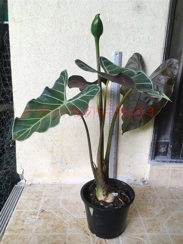 บอนดำสตูลลายหินอ่อน Alocasia longiloba ไม้ฟอกอากาศ | สวนเกษตรกันเอง - แก่งคอย สระบุรี