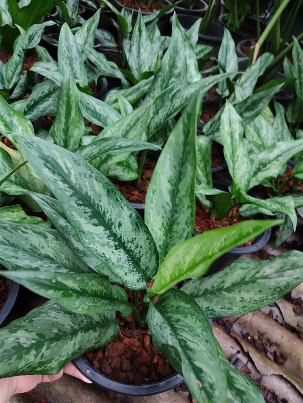 อโกลนีมา เศรษฐีเงินล้าน Aglaonema ว่านเศรษฐีพันล้านหมื่นล้าน