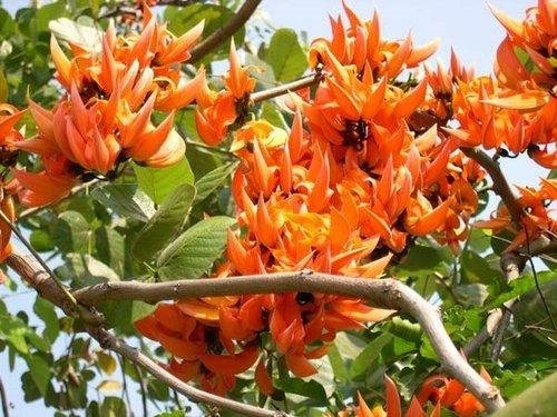 ต้นพันธุ์กาสะลองคำ (ปีบสีส้ม) ออกดอกทั้งปีดอกสีเหลืองส้มสวย | เจซีฟาร์ม - เวียงชัย เชียงราย