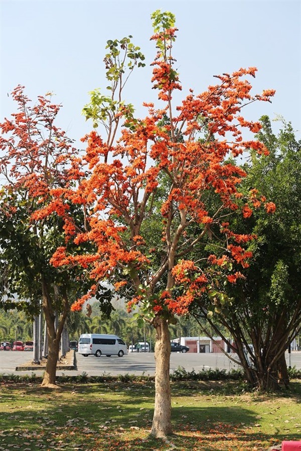 ต้นพันธุ์ทองกวาว ดอกสีส้มสวยงามบานสพรั่ง | เจซีฟาร์ม - เวียงชัย เชียงราย