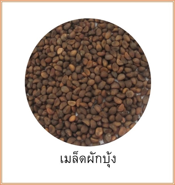 เมล็ดผักบุ้ง เพาะเป็นต้นอ่อนก็ดี เพาะเป็นต้นก็ได้ ขนาด 10กก.