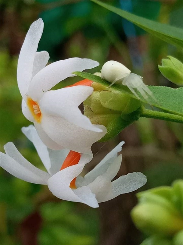 เมล็ดหิรัญญิการ์ | เมล็ดพันธุ์ดี เกษตรวิถีไทย - เมืองระยอง ระยอง