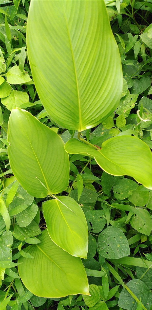 ต้นคลุ้ม | เมล็ดพันธุ์ดี เกษตรวิถีไทย - เมืองระยอง ระยอง