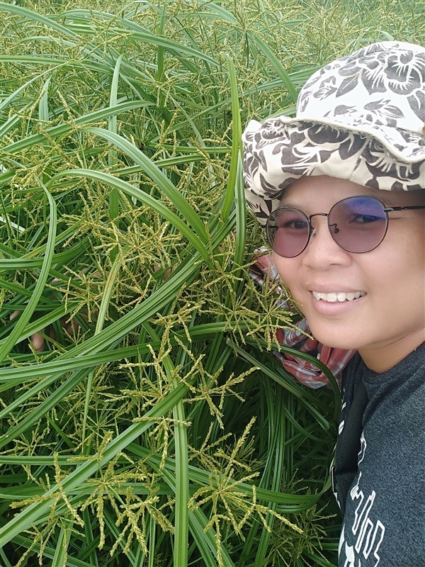 กกฮังกาขาว หญ้ารังกา กกทราย | เมล็ดพันธุ์ดี เกษตรวิถีไทย - เมืองระยอง ระยอง