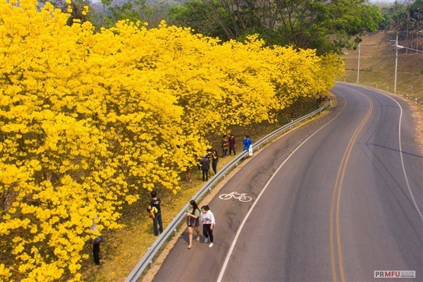 ต้นพันธุ์เหลืองเชียงราย ออกดอกสีเหลืองบานสะพรั่ง สวยงามมาก   | เจซีฟาร์ม - เวียงชัย เชียงราย