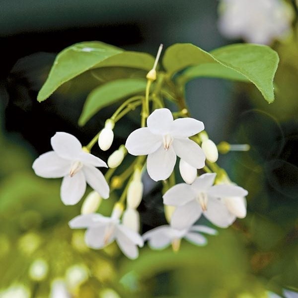ต้นพันธุ์โมก โมกพวง ต้นไม้มงคล ดอกไม้สีขาวกลิ่นหอมบริสุทธิ์ 