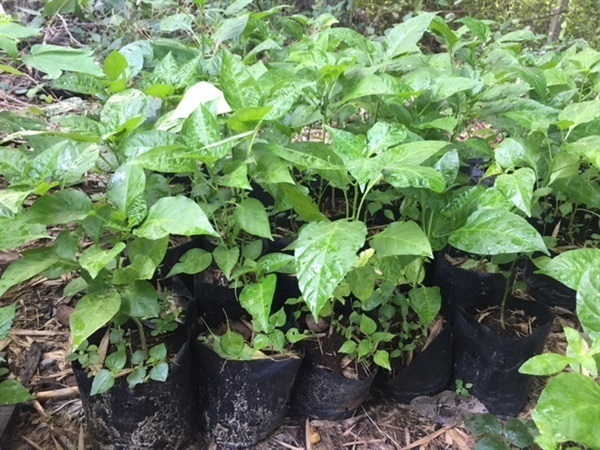 ขายต้นพริกขี้หนูเเละต้นพืชผักสวนครัว | สวนเเม่ทิพย์ บางกร่าง นนทบุรี -  นนทบุรี