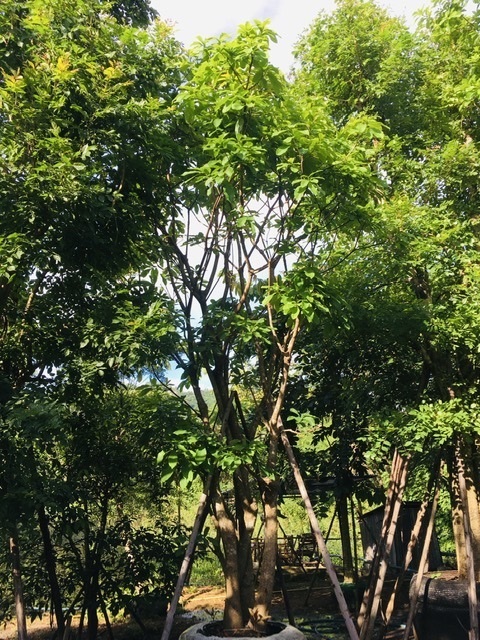 ต้นจิกน้ำ | สวนพี&เอ็มเจริญทรัพย์พันธ์ุไม้ - แก่งคอย สระบุรี