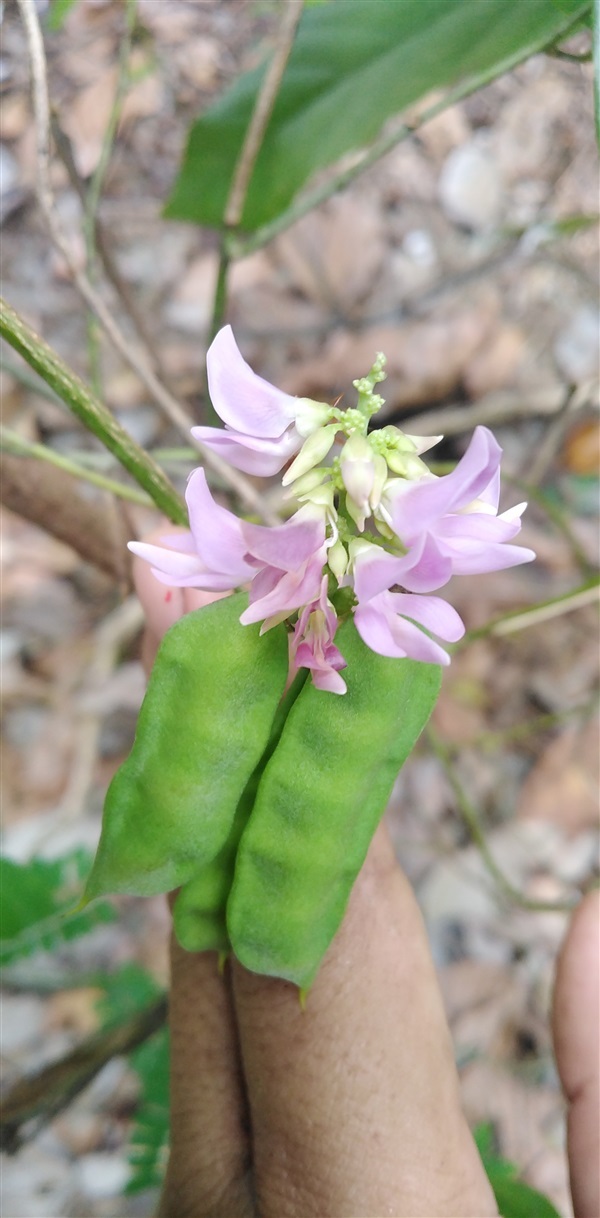 ดอกมะกล่ำตาหนู/เมล็ดพันธุ์มะกล่ำตาหนู | เมล็ดพันธุ์ดี เกษตรวิถีไทย - เมืองระยอง ระยอง