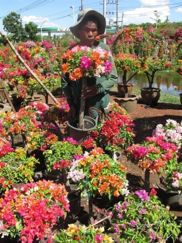 Bougainvillea | Multiple plants exporters -  นครราชสีมา
