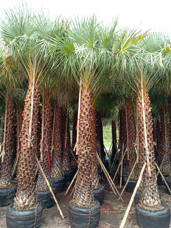 ปาล์มแวกซ์ (Wax palm)