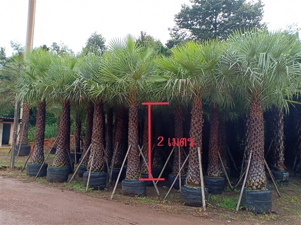 ปาล์มแวกซ์ (Wax palm) | โนรีปาล์มประดับ 2 (สุนทรพันธ์ไม้) - เมืองปราจีนบุรี ปราจีนบุรี