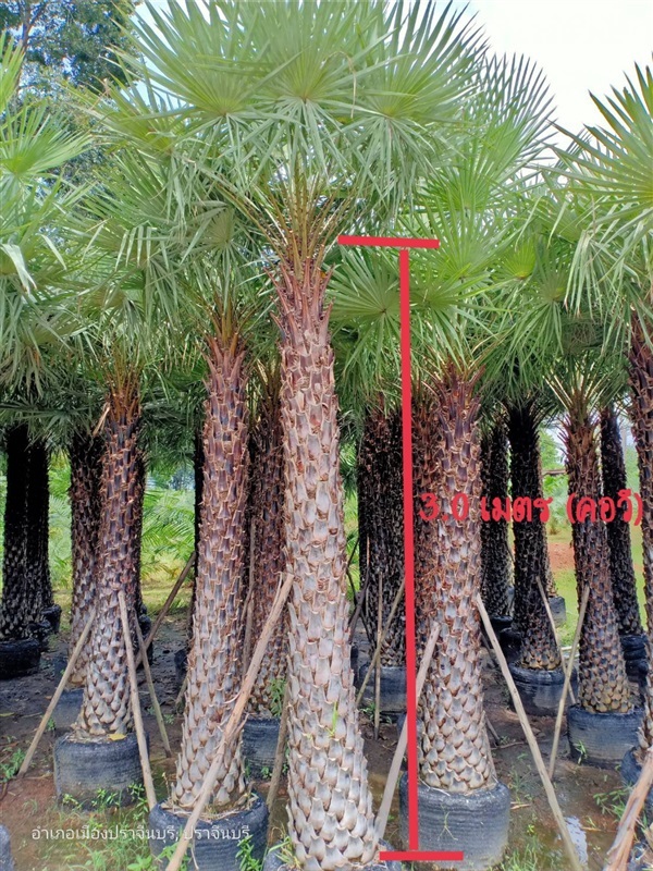 ปาล์มแวกซ์ (Wax palm) | โนรีปาล์มประดับ 2 (สุนทรพันธ์ไม้) - เมืองปราจีนบุรี ปราจีนบุรี