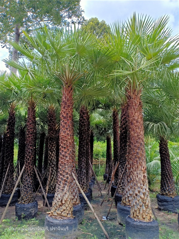 ปาล์มแวกซ์ (Wax palm) | โนรีปาล์มประดับ 2 (สุนทรพันธ์ไม้) - เมืองปราจีนบุรี ปราจีนบุรี